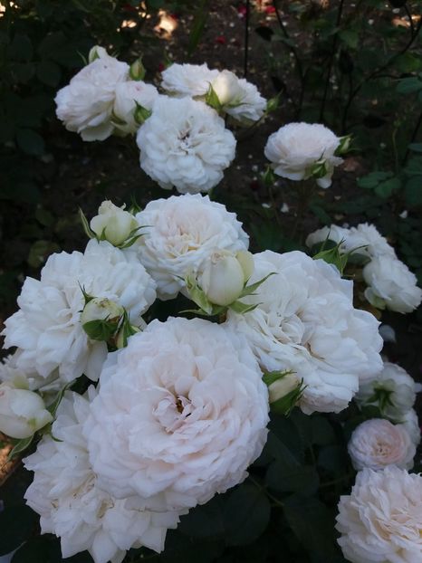  - Stephanie Baronim zu Guttenberg 1