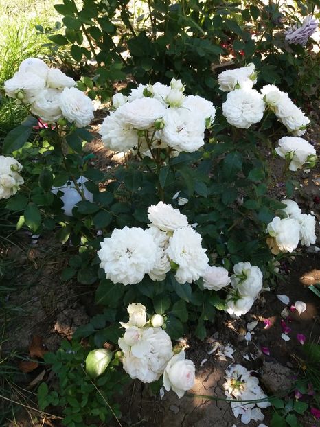  - Stephanie Baronim zu Guttenberg 1