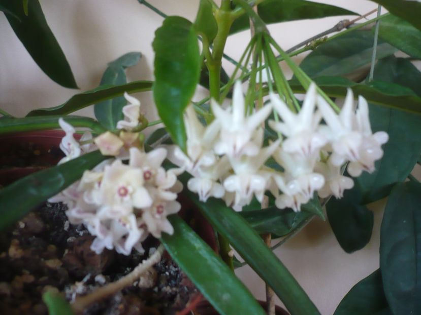 P1370823 - HOYA 2018-1