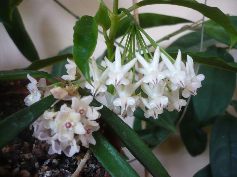 P1370824 - HOYA 2018-1