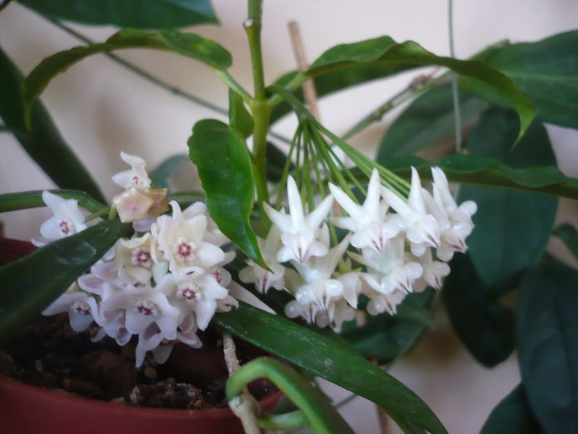 P1370825 - HOYA 2018-1