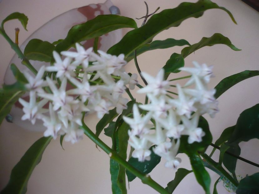 P1370831 - HOYA 2018-1