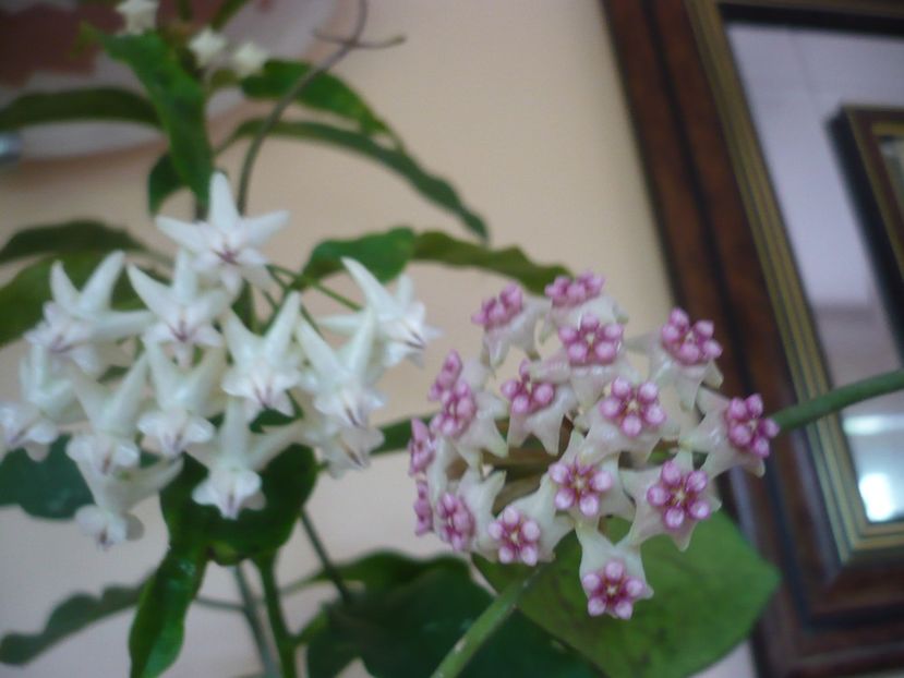 P1370832 - HOYA 2018-1