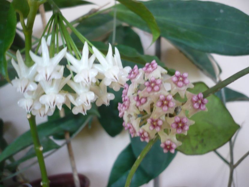 P1370833 - HOYA 2018-1