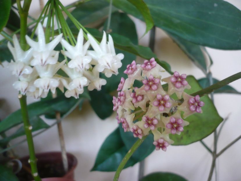 P1370834 - HOYA 2018-1