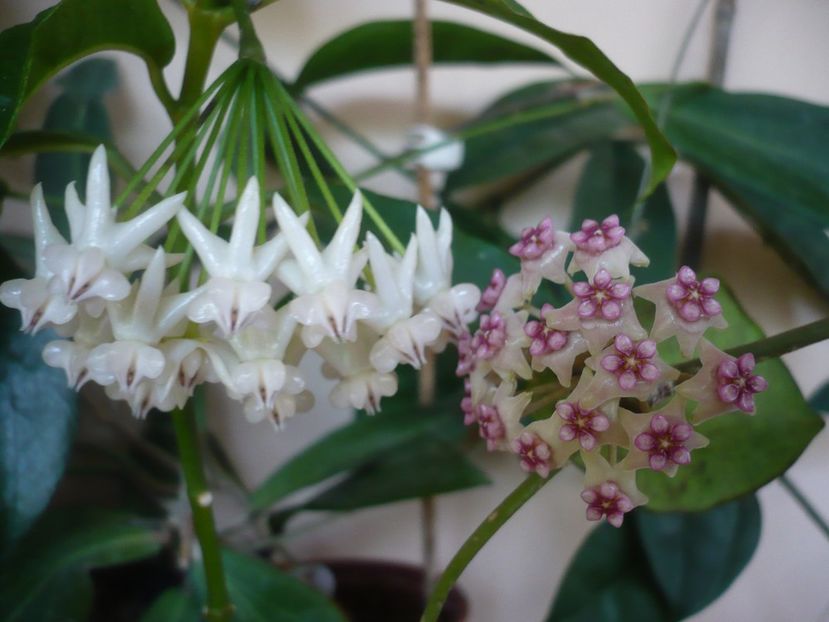 P1370835 - HOYA 2018-1