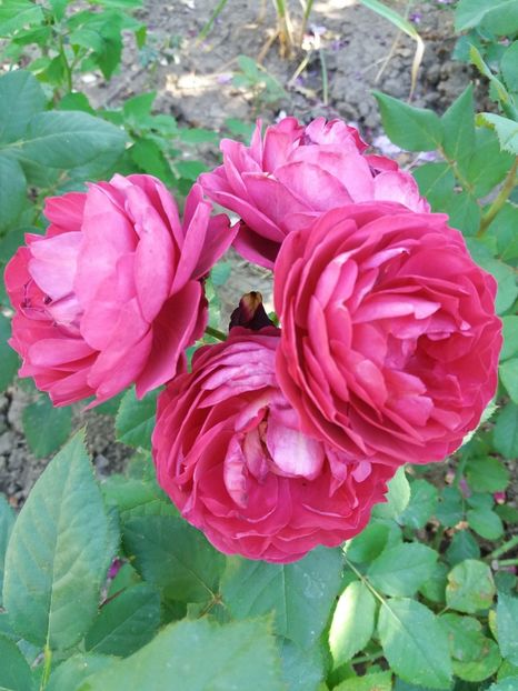  - Bicentenaire de Guillot