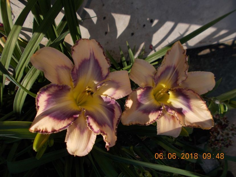 destined to see-1a  si 5,10 - Hemerocallis 2018