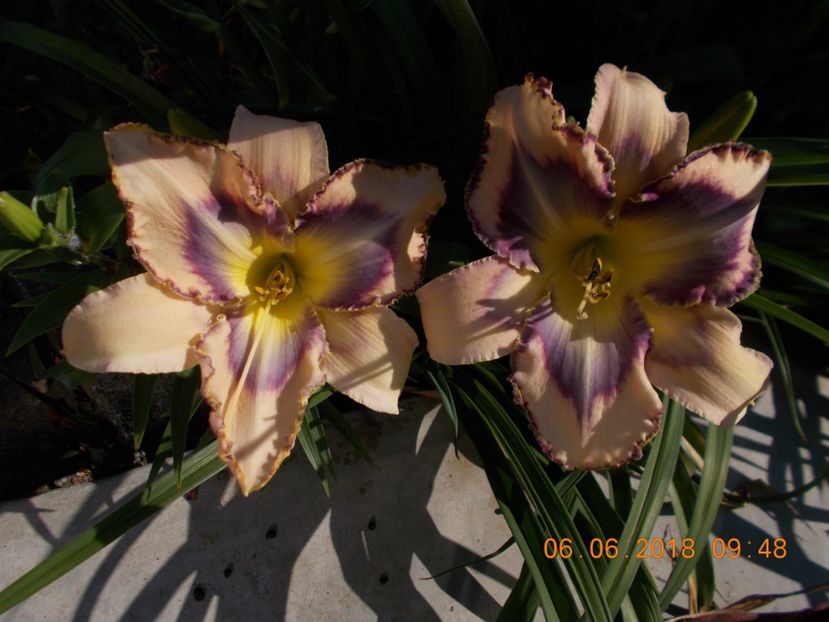  - Hemerocallis 2018