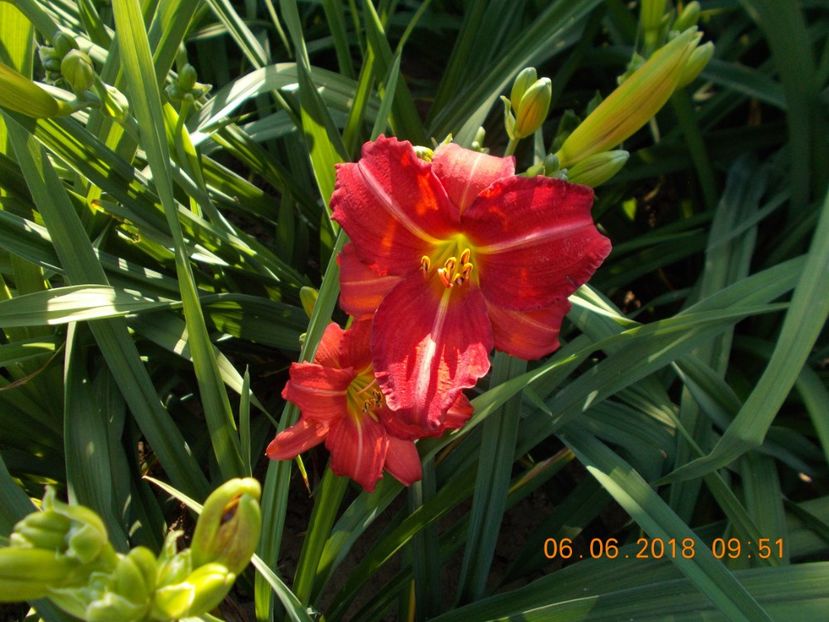 amadeus-5,2 si 8 - Hemerocallis 2018