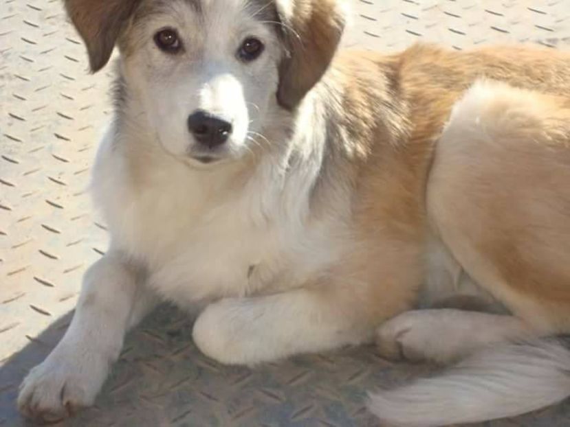 34268626_1909393085783073_3448230376382660608_n (1) - RIP LABO