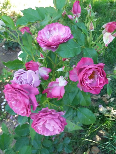  - Wild Blue Yonder Rose 1