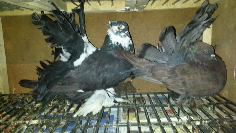 Mascul voltat indian - Cadouri primite