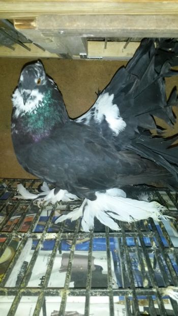 De la dl. NITU MARIUS - Cadouri primite