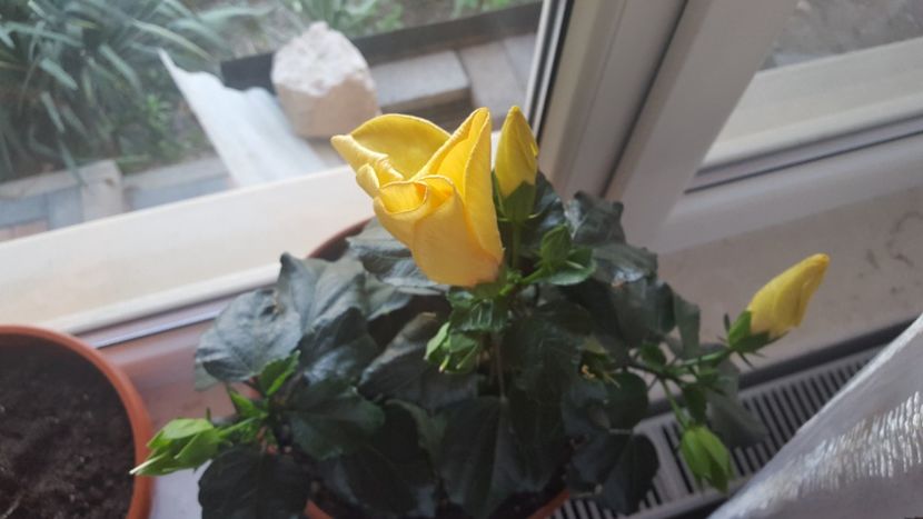  - Hibiscus Adonicus Yellow