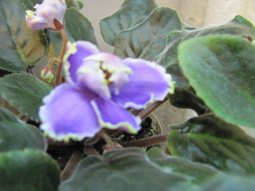  - ZZZLE Legkaya Grust