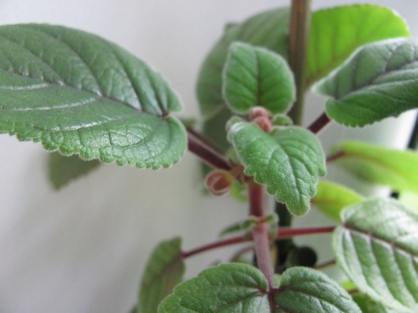  - ZZZSinningia Party Dress