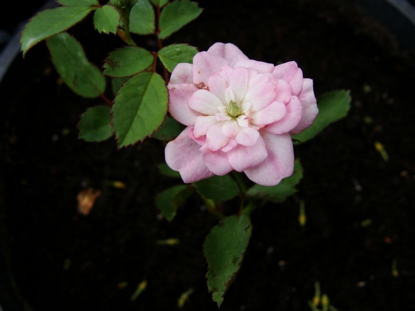  - Trandafiri din seminte - experiment 2017-2018