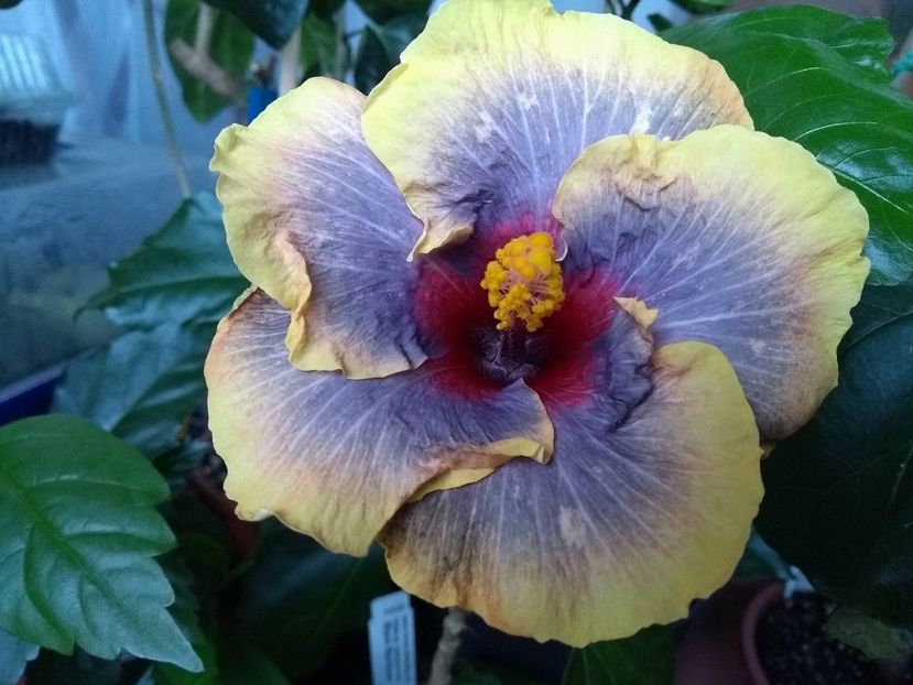 34560316_1987826644624107_7980897818426474496_n (1) - Black Rainbow