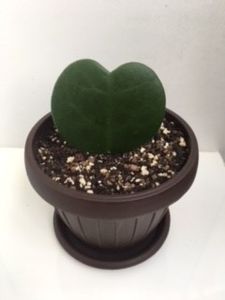 HOYA KERRII 15 lei - Vand cactusi