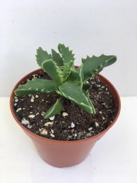 Fucharia Tigrina 10 lei - Vand cactusi