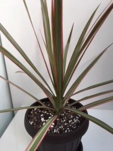 Dracaena Marginata Colorama 15 lei - Vand cactusi