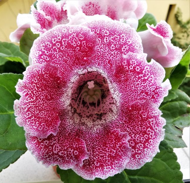  - Gloxinia