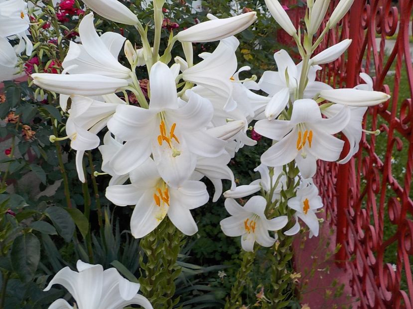  - lilium candidum
