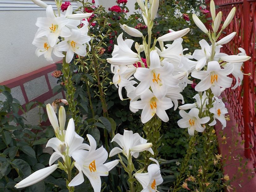  - lilium candidum