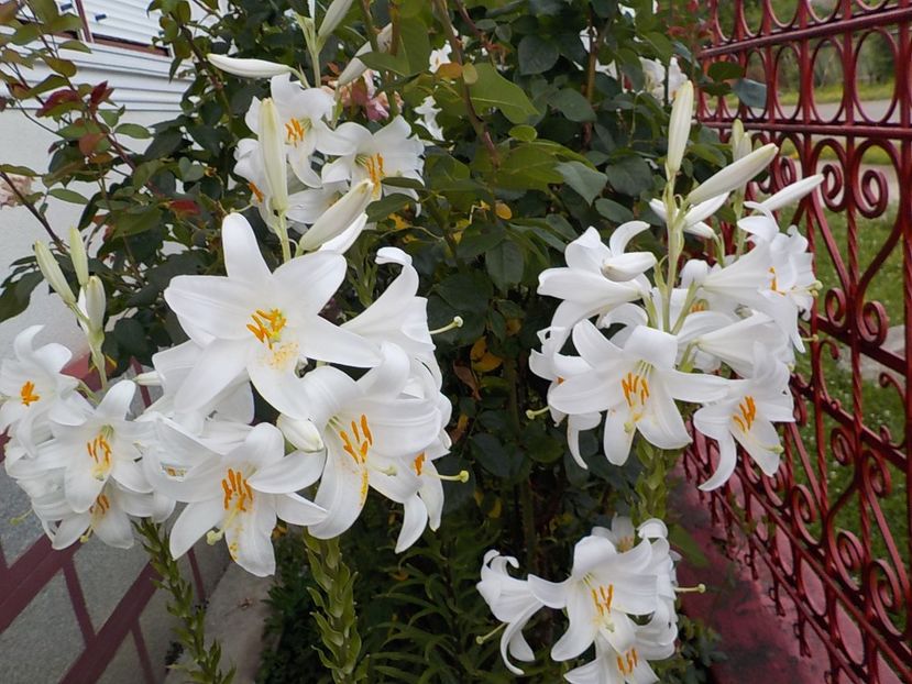  - lilium candidum
