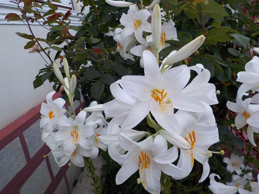  - lilium candidum