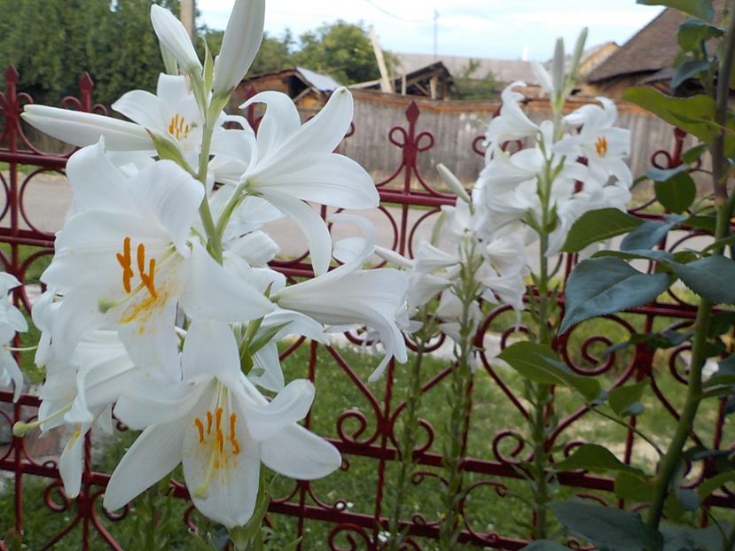  - lilium candidum