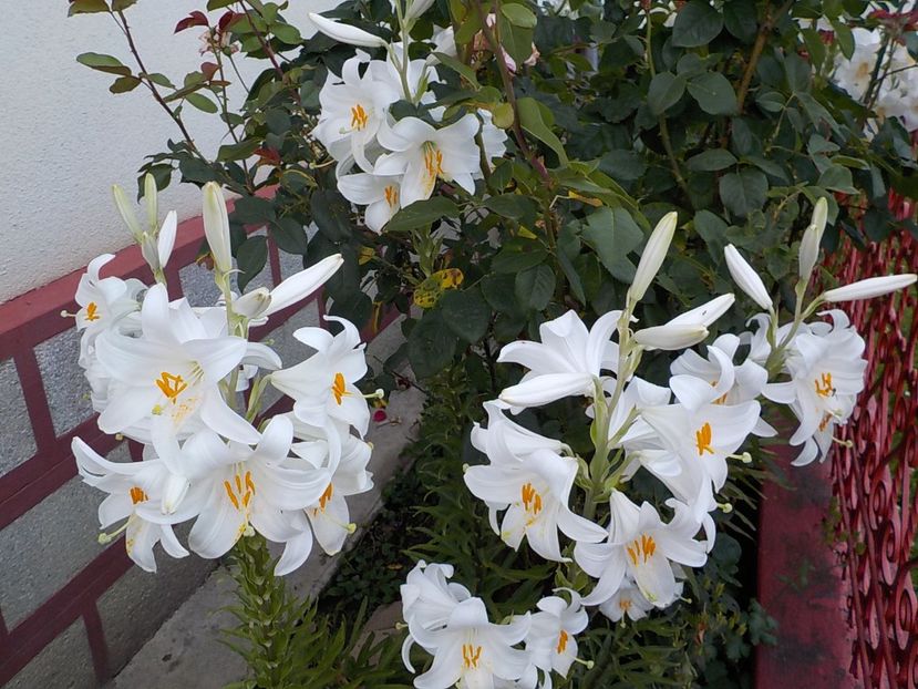  - lilium candidum