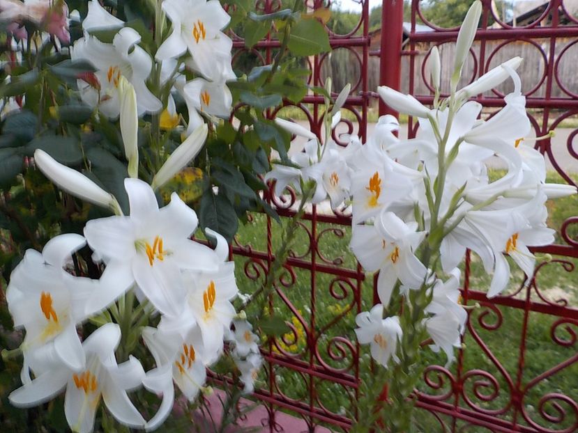  - lilium candidum