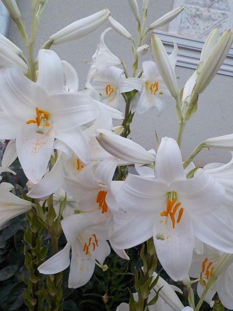  - lilium candidum