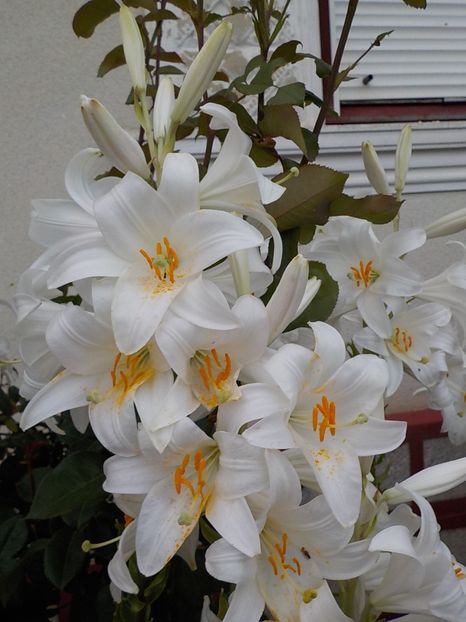  - lilium candidum