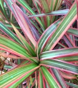 Dracaena Marginata Colorama - Suculente