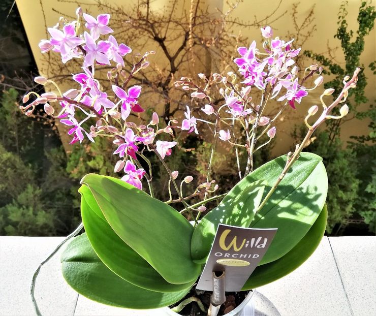 Wild Pink - Phalaenopsis 1