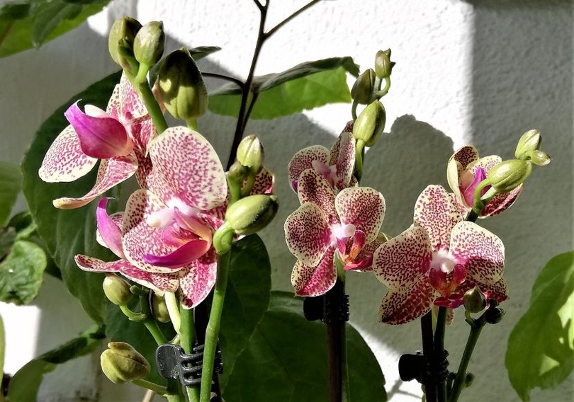 Little Kolibri - Phalaenopsis 1