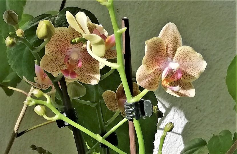 Little Kolibri Star - Phalaenopsis 1