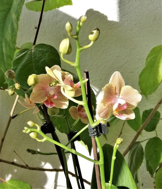  - Phalaenopsis 1