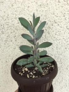 Senecio crassissimus 15 lei - Vand cactusi
