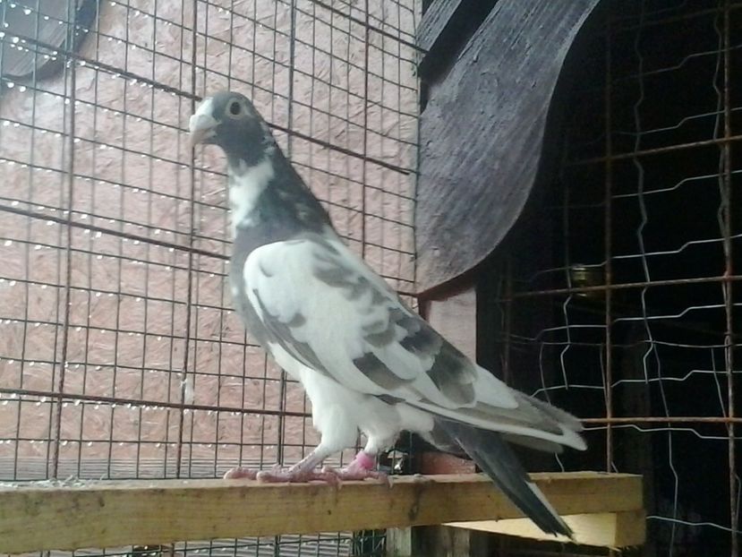 6-Fem.2017-per 3. - DE VINZARE voiajori Stil vechi