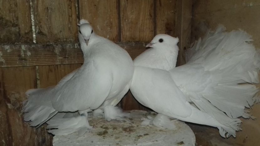 Per.Voltat indian.. - DE VINZARE voiajori Stil vechi