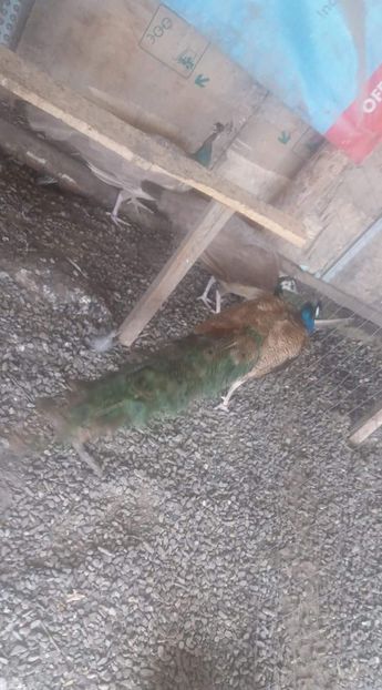 received_123771941815485 - P--Paunii Purple