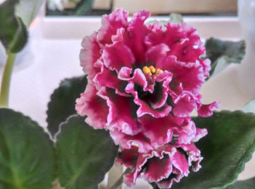  - LE Madzenta de la Olivia