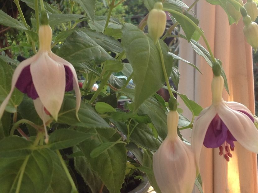  - Fuchsia 2018