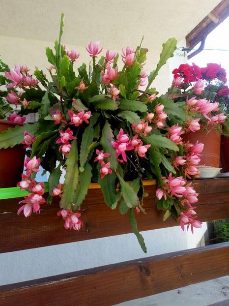received_1797890360267949 - Cactusi 2017