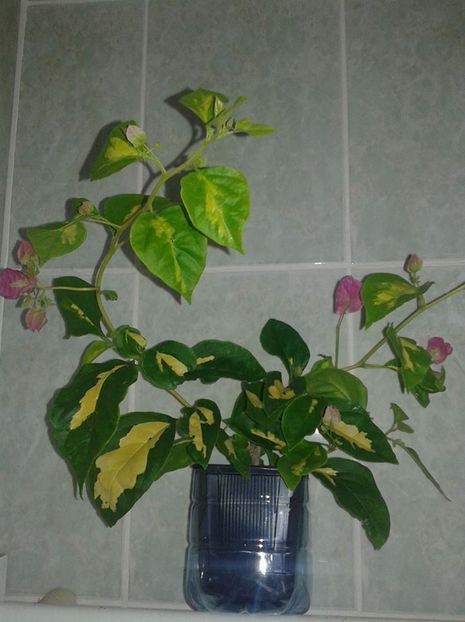  - BOUGAINVILLEA