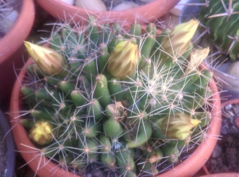  - Cactusi si suculente 2018